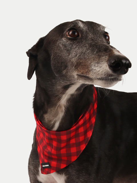 Cosmic Pets Bandana