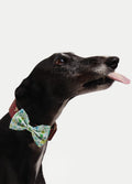 Cosmic Pets Bow | Flora and Dinosaurs-Image 2