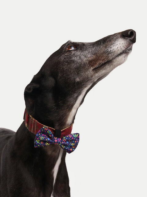 Cosmic Pets Bow