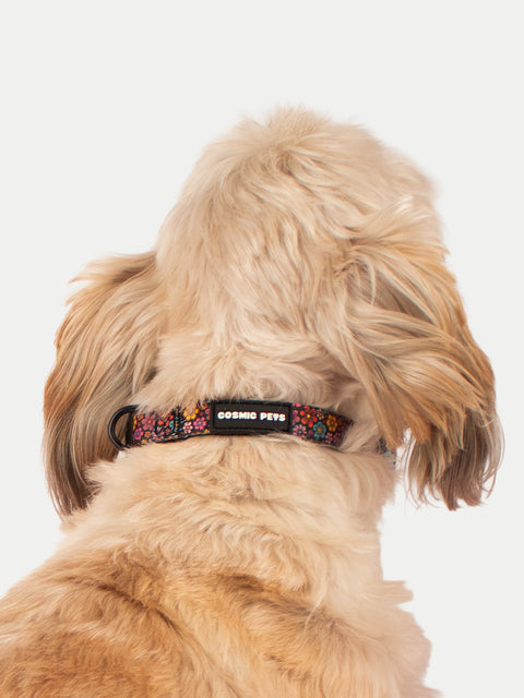 Cosmic Pets Dog Collar