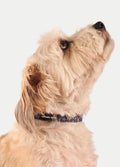Cosmic Pets Dog Collar | Peace Rainbow-Image 3