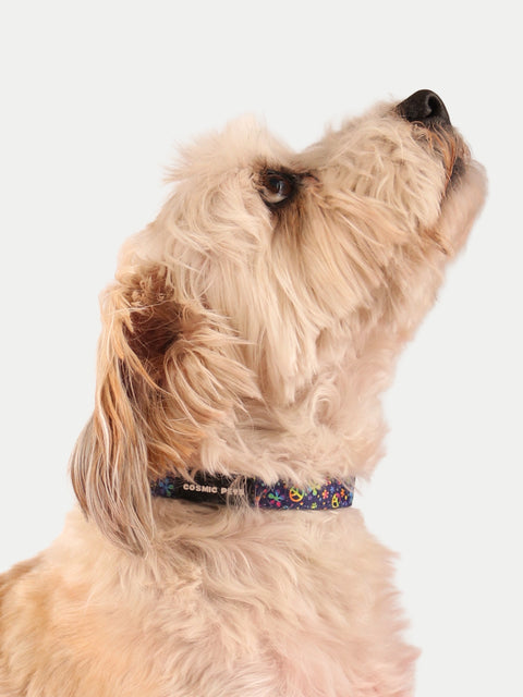 Cosmic Pets Dog Collar