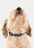 Cosmic Pets Dog Collar | Prism-Image 3