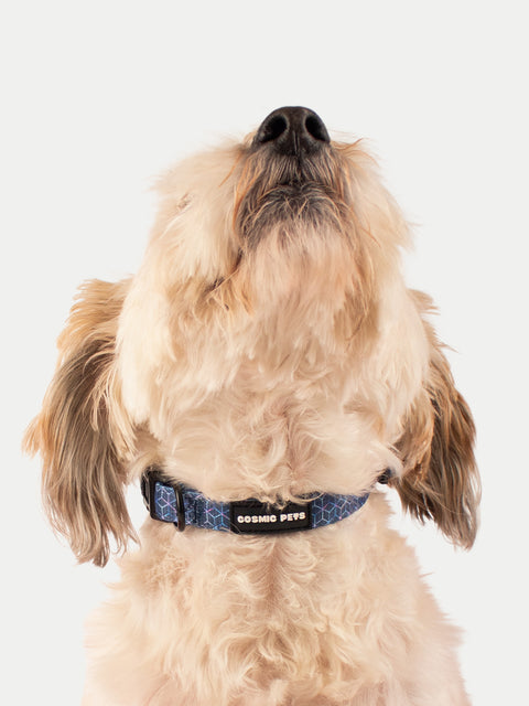 Cosmic Pets Dog Collar